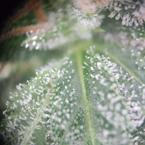 Royal Critical Auto  growlog timeline photo