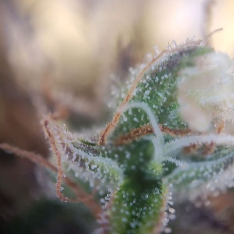 Blue Chees  growlog timeline photo