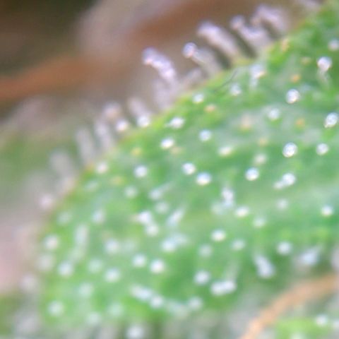 Blue Chees  growlog timeline photo