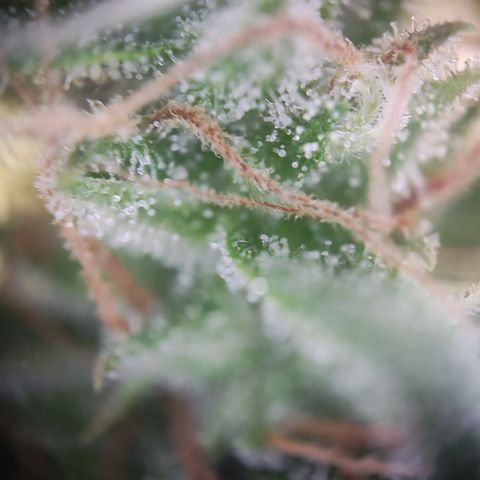 Blue Chees  growlog timeline photo