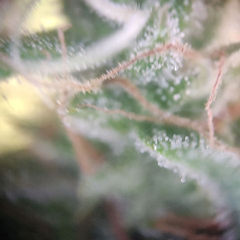 Blue Chees  growlog timeline photo