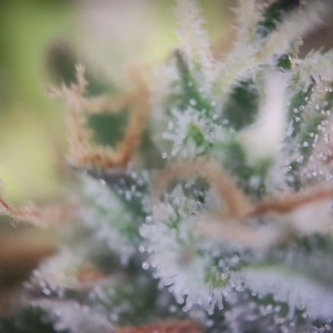 Royal Critical Auto  growlog timeline photo