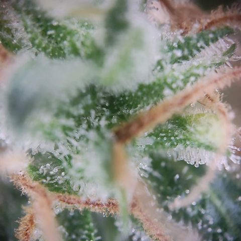 Royal Critical Auto  growlog timeline photo