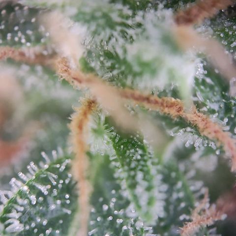 Royal Critical Auto  growlog timeline photo