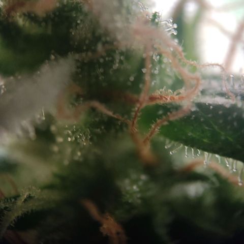 Blue Chees  growlog timeline photo