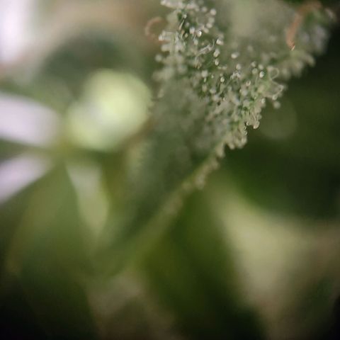 Blue Chees  growlog timeline photo