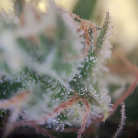 Blue Chees  growlog timeline photo