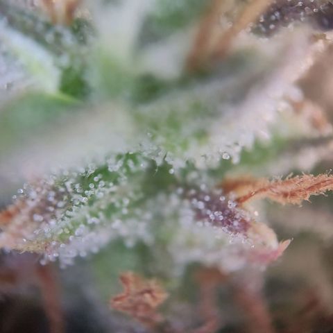 Blue Chees  growlog timeline photo