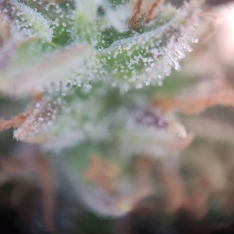 Blue Chees  growlog timeline photo
