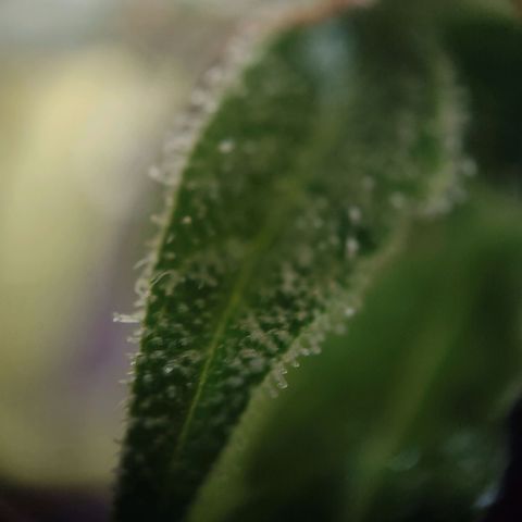 Blue Chees  growlog timeline photo