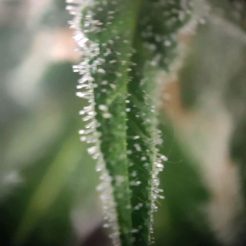 Royal Critical Auto  growlog timeline photo