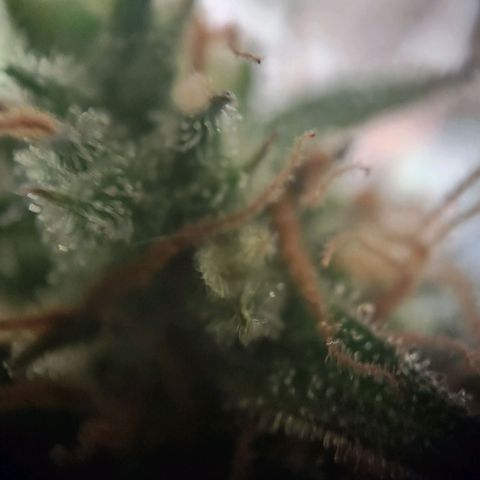 Royal Critical Auto  growlog timeline photo