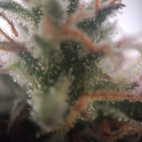 Royal Critical Auto  growlog timeline photo