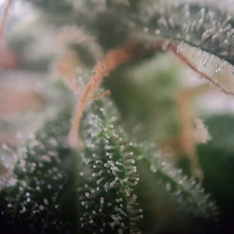 Royal Critical Auto  growlog timeline photo