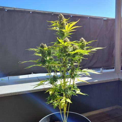 Royal Critical Auto  growlog timeline photo
