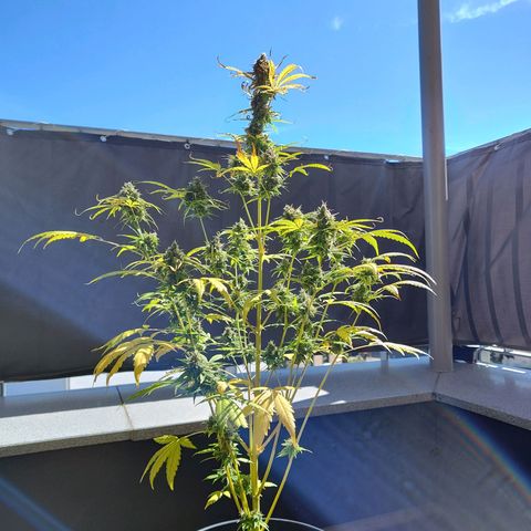 Blue Chees  growlog timeline photo