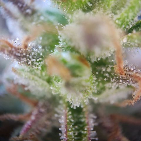 Blue Chees  growlog timeline photo