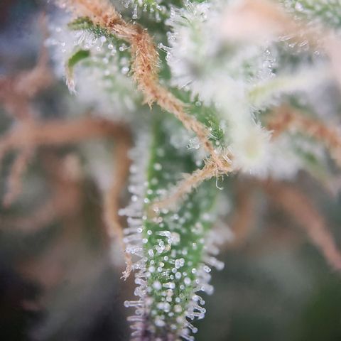 Royal Critical Auto  growlog timeline photo
