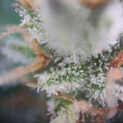 Royal Critical Auto  growlog timeline photo
