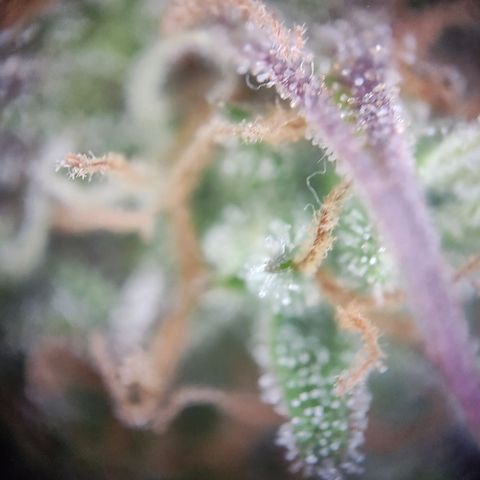 Royal Critical Auto  growlog timeline photo
