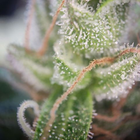 Blue Chees  growlog timeline photo