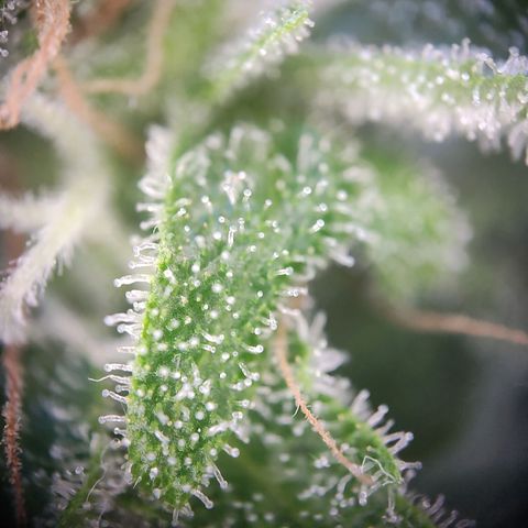 Blue Chees  growlog timeline photo