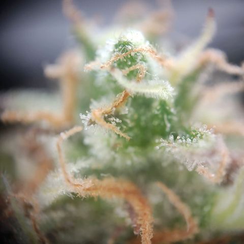 Royal Critical Auto  growlog timeline photo