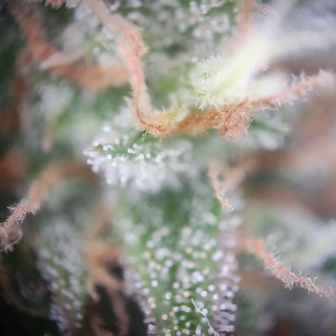 Royal Critical Auto  growlog timeline photo