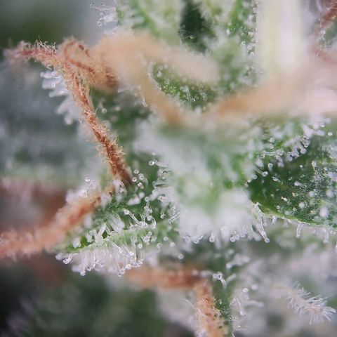 Royal Critical Auto  growlog timeline photo