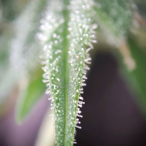 Royal Critical Auto  growlog timeline photo