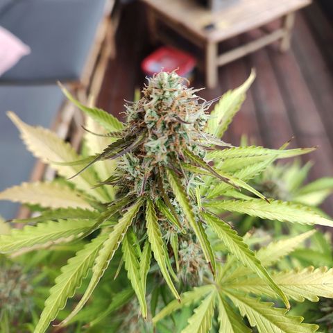 Royal Critical Auto  growlog timeline photo