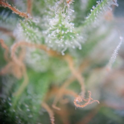 Blue Chees  growlog timeline photo