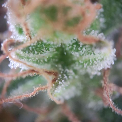 Blue Chees  growlog timeline photo