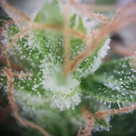 Blue Chees  growlog timeline photo