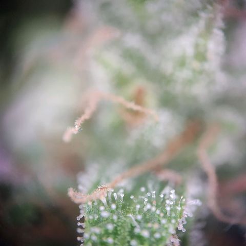 Blue Chees  growlog timeline photo