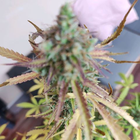 Blue Chees  growlog timeline photo