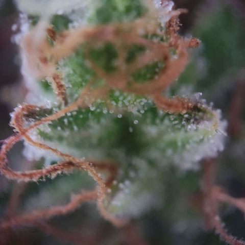 Blue Chees  growlog timeline photo