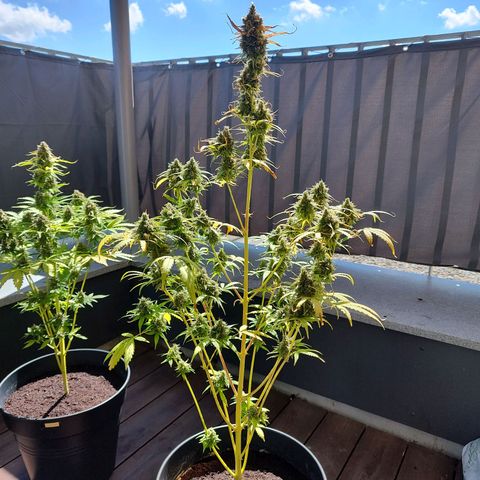 Blue Chees  growlog timeline photo
