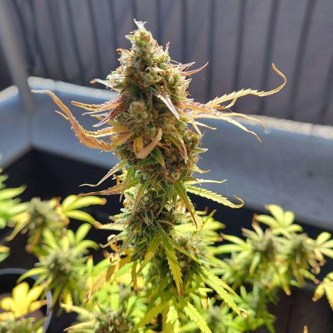 Blue Chees  growlog timeline photo
