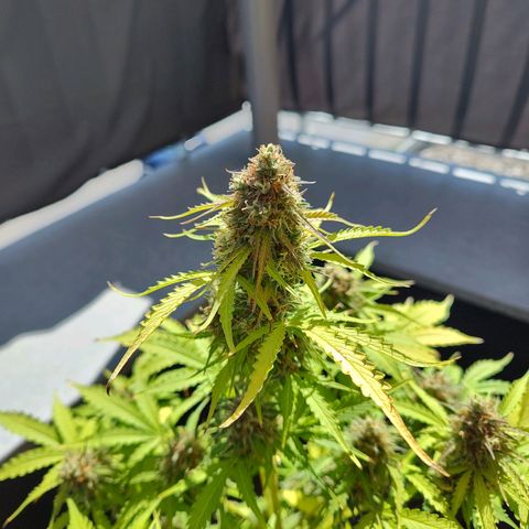 Royal Critical Auto  growlog timeline photo