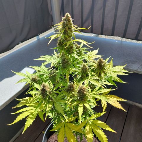 Royal Critical Auto  growlog timeline photo
