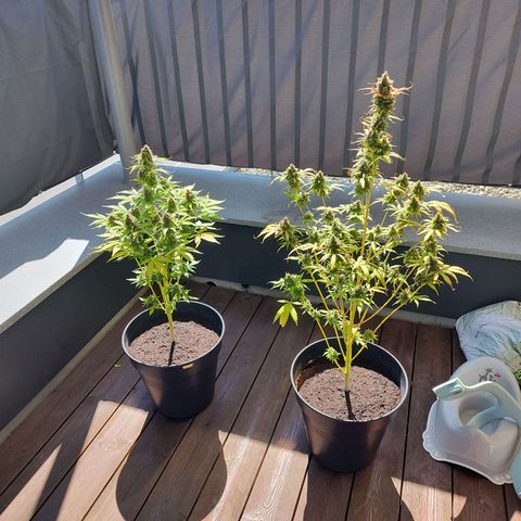 Royal Critical Auto  growlog timeline photo