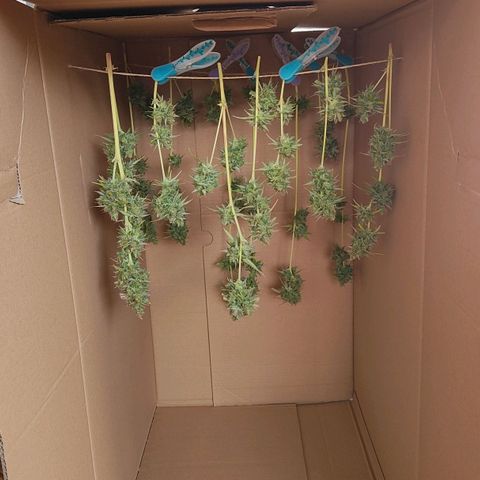 Blue Chees  growlog timeline photo
