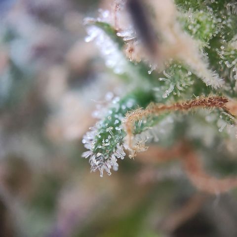 Royal Critical Auto  growlog timeline photo
