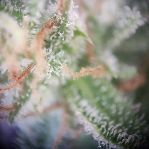 Royal Critical Auto  growlog timeline photo