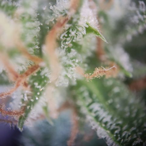 Royal Critical Auto  growlog timeline photo
