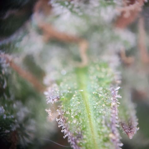 Royal Critical Auto  growlog timeline photo