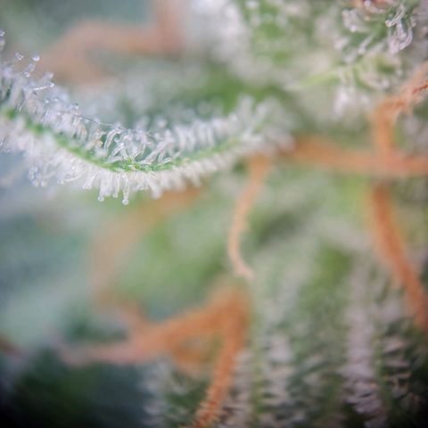 Royal Critical Auto  growlog timeline photo