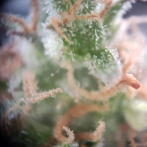 Royal Critical Auto  growlog timeline photo