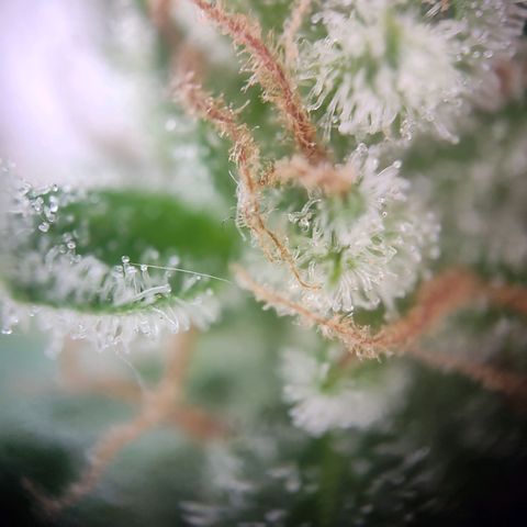 Royal Critical Auto  growlog timeline photo